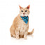 Coleira para gatos com laço FuzzYard Soy Sauce Fish