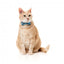Coleira para gatos com laço FuzzYard Soy Sauce Fish