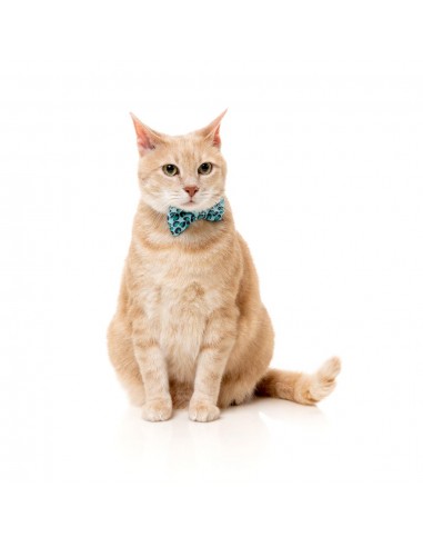 Coleira para gatos com laço FuzzYard Wild One Aqua
