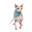 Coleira para gatos com laço FuzzYard Wild One Aqua