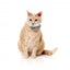 Coleira para gatos com laço FuzzYard Wild One Aqua