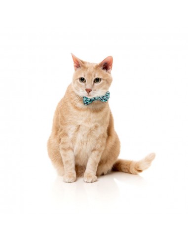 Coleira para gatos com laço FuzzYard Wild One Aqua