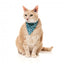 Coleira para gatos com laço FuzzYard Wild One Aqua