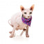 Coleira para gatos com laço FuzzYard Wild One Bubblegum