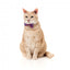 Coleira para gatos com laço FuzzYard Wild One Bubblegum