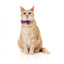 Coleira para gatos com laço FuzzYard Wild One Bubblegum