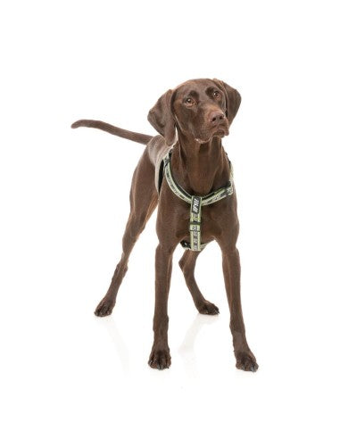 Peitoral ajustável para cães FuzzYard FY Active Strap, caqui (tamanho S)