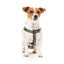 Peitoral ajustável para cães FuzzYard FY Active Strap, preto (tamanho S)