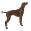 Peitoral ajustável para cães FuzzYard FY Active Strap, preto (tamanho XS)