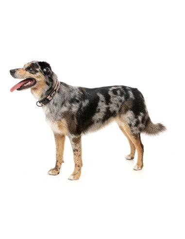 Coleira em neopreno para cães FuzzYard FY Active, pêssego (tamanho S)