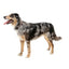 Coleira em neopreno para cães FuzzYard FY Active, pêssego (tamanho XS)