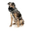 Comedouro dobrável para cão em silicone FuzzYard FY Active 500 ml