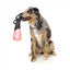 Brinquedo flutuante para cães FuzzYard Fetch N Float pêssego