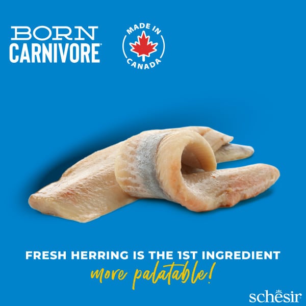 Ração para gatos Schesir Born Carnivore arenque e salmão, 1,25 kg – imagem 2