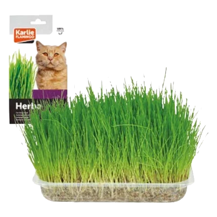 Erva para gatos, 100 g
