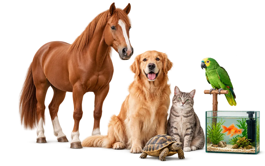 Cavalo, cão, gato, papagaio, peixe num aquário e tartaruga terrestre